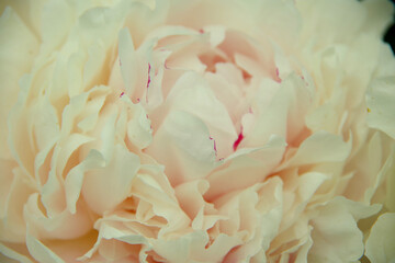 白いシャクヤクのアップ