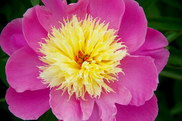 美しいピンクのシャクヤク