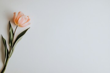 Close-up of a pink tulip on a white background with soft lighting and bokeh effect, highlighting its texture.