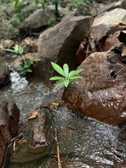 water flowing in the forest