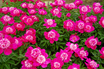 ピンク色のシャクヤク