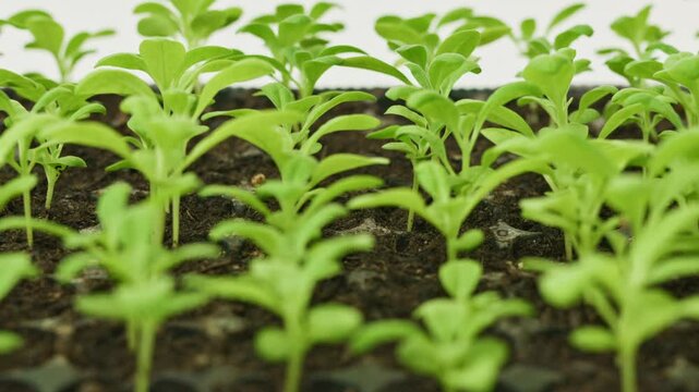 Young matthiola incana or stock flower seedlings growing in a seedling tray. Healthy seedlings pan close up.