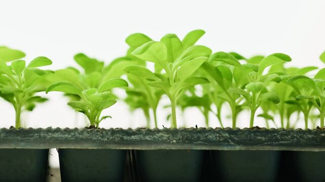 Young matthiola incana or stock flower seedlings growing in a seedling tray. Healthy seedlings pan close up.