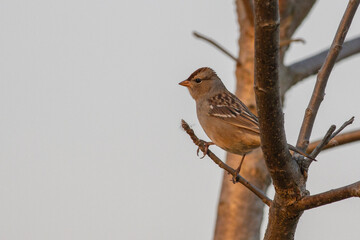 Sparrow on branch