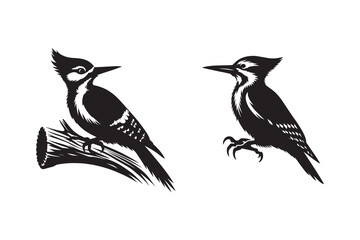 woodpecker silhouette with white background