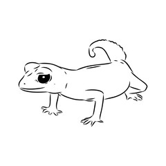 gecko outline illustration on background, Australian