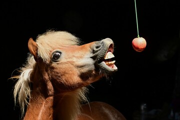Portrait eines Ponys das versucht nach einem Apfel zu schnappen. schwarzer Hintergrund