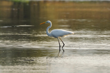Great egret in the middle of the forest lake