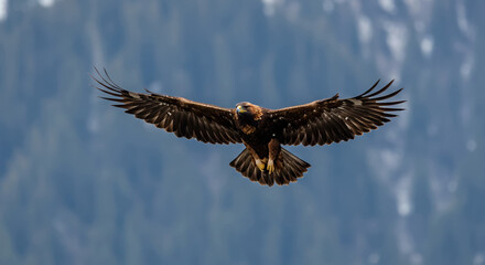Fototapeta premium Golden Eagle Soaring Through the Sky with Mountain Backdrop