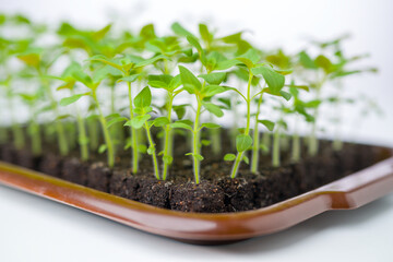 Growing snapdragon flower seedlings in soil blocks. Air pruning means that the initial roots...