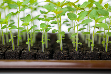 Growing snapdragon flower seedlings in soil blocks. Air pruning means that the initial roots...