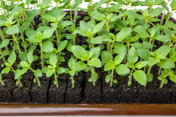 Growing snapdragon flower seedlings in soil blocks. Air pruning means that the initial roots...