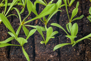 Growing statice flower seedlings in soil blocks. Air pruning means that the initial roots slightly...