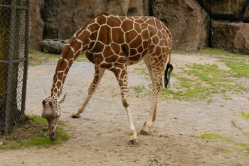 giraffe in the zoo