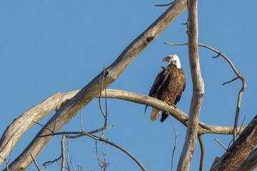 Bald eagle