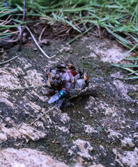 many types of flies are eating the remaining fruit