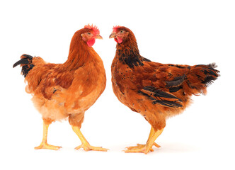 Two brown hen isolated.