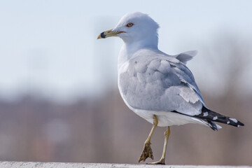 Gull