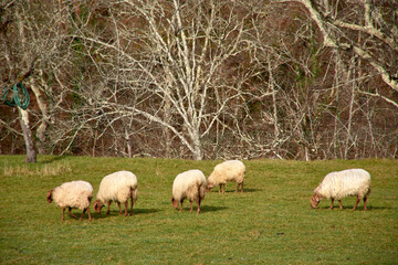 Sheep grazing on a lush green meadow in the scenic landscapes of Asturias, Spain