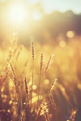 Fototapeta premium A serene scene of a field of grass with sunlight shining in the background, perfect for outdoor or nature-themed projects