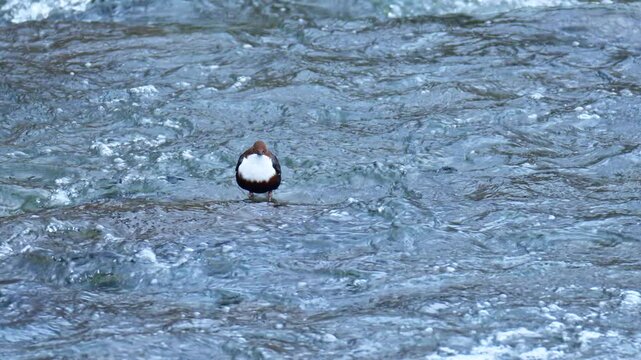 White throated dipper, Cinclus cinclus also known as the European dipper or just dipper, an aquatic passerine bird, looking for food in a cold river stream.