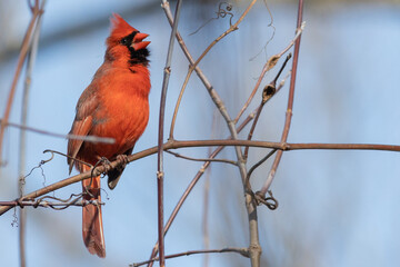Cardinal