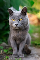 Obraz premium cat Russian blue