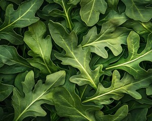 fresh arugula leaves thriving in a home garden
