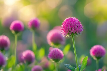 Fototapeta premium A photo of a lush field filled with pink flowers and green leaves