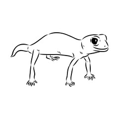 gecko outline illustration on background, Australian