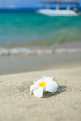 無人島とプルメリア