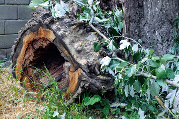 Sawn pieces of old wood. Clearing the park of old trees. Smithereens of trunks. Close-up. Selective focus. Copy space for text.