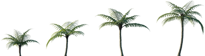 Set of Sphaeropteris lepifera (Cyathea lepifera, the brush pot tree) frontal isolated png on a...
