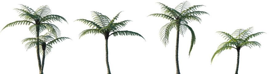 Set of Sphaeropteris lepifera (Cyathea lepifera, the brush pot tree) frontal isolated png on a transparent background perfectly cutout high resolution