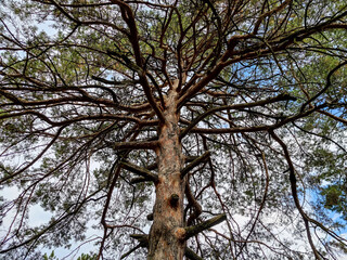 Old branchy pine tree. Traces of dried, cut branches. Dense thickets. View from below, against blue sky with white fluffy clouds.