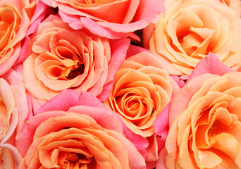 Pink roses