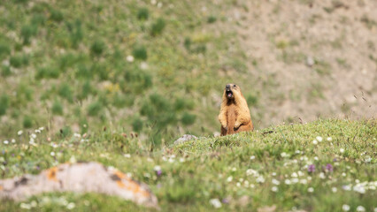 Standing ground hog whistling on a green meadow with flowers, Pamir mountains, Kyrgyzstan