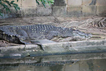 Big crocodile on farm outdoors