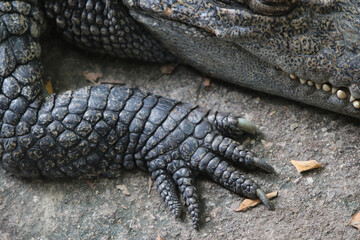 Big crocodile on farm outdoors