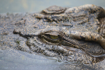 Eyes of big crocodile on farm outdoors