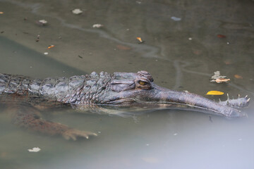 Head of big crocodile on farm outdoors