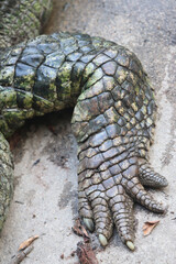 Fototapeta premium Hand of big crocodile on farm outdoors