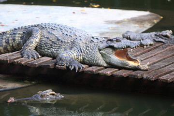 Big crocodile on farm outdoors