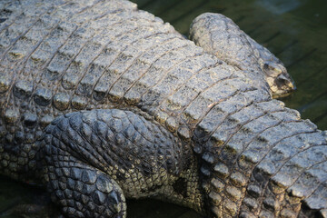Fototapeta premium Skin of big crocodile on farm outdoors
