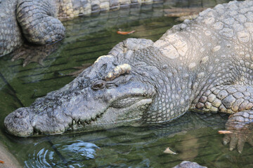 Big crocodile on farm outdoors