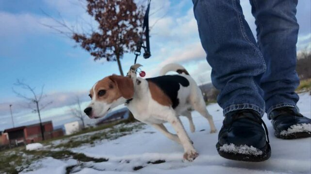 A man walks his dog through a snowy landscape. Dog on a walk in melting snow. The concept of walking a dog and the friendship of a dog master