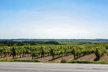 A road with a field of grape vines on the side in France. The road is paved and has a white line down the middle