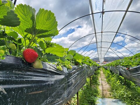 Strawberry Farm in La Trinidad Benguet