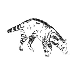 Vector illustration. Hand drawn realistic sketch of asian palm civet or toddy cat.