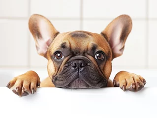 Cheerful, funny perky french bulldog on a white background.